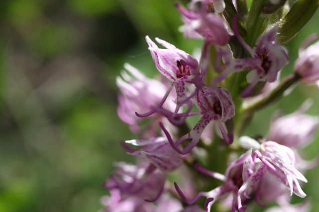 9-ophrys simia